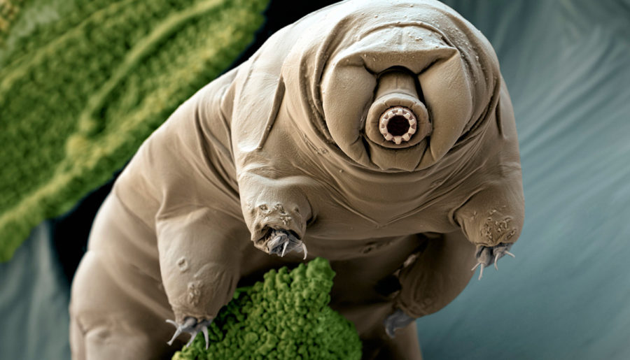Tardigrade - the lord of the world
