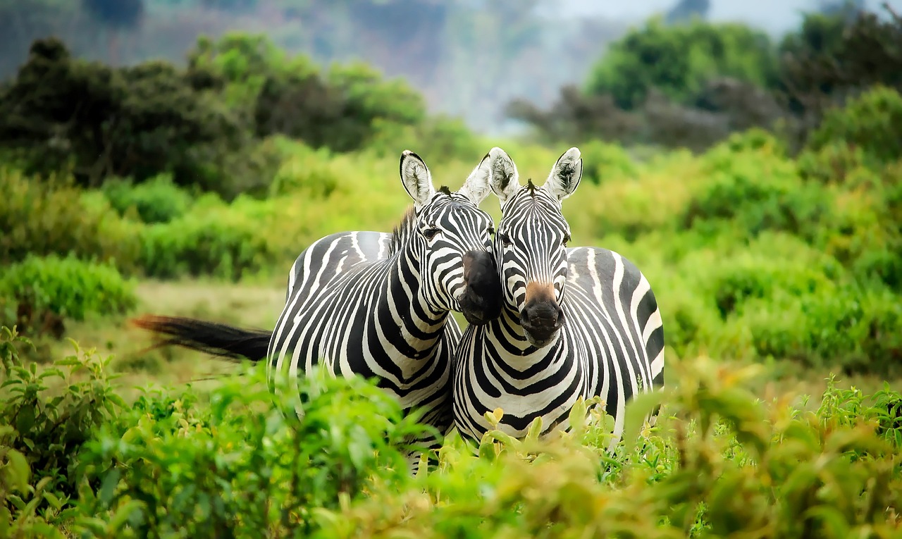 10の驚くべき動物トリック：息をのむような驚異